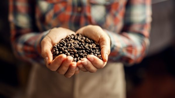 Foto das mãos de uma mulher segurando grãos de café na fábrica de café